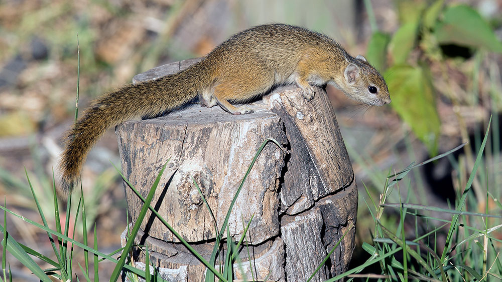 Tree Squirrel