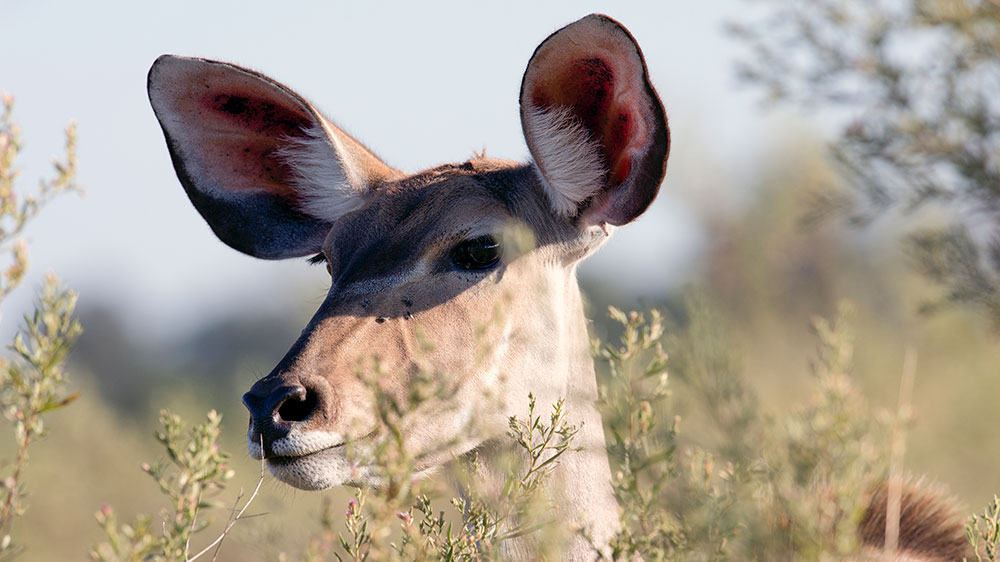 Kudu