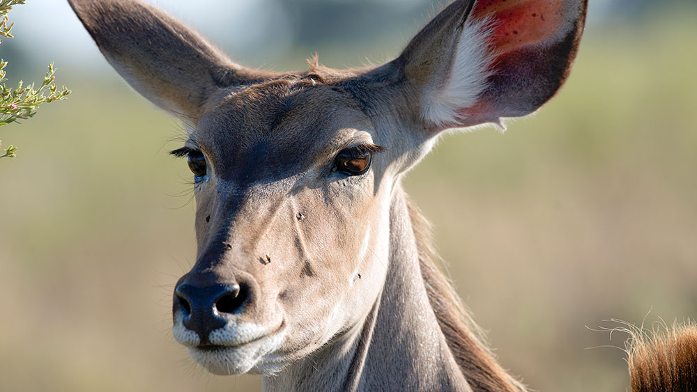 Kudu