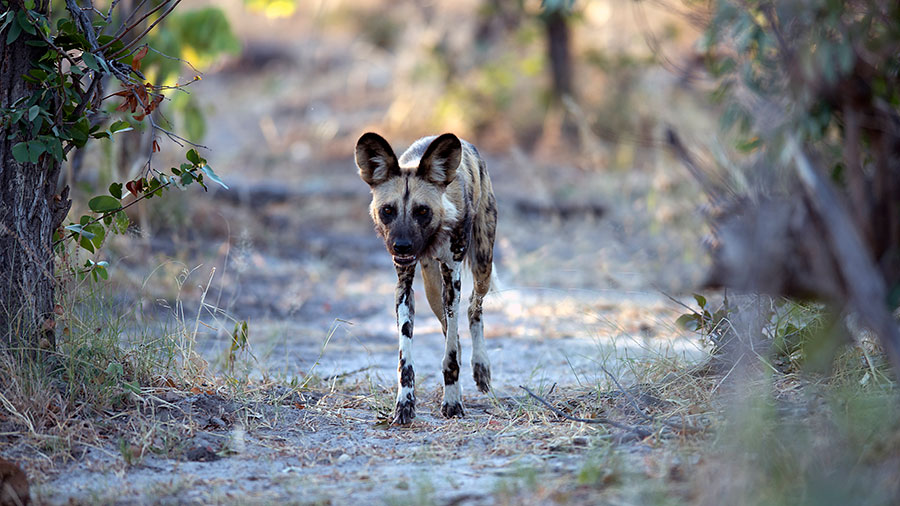 Wild Dog