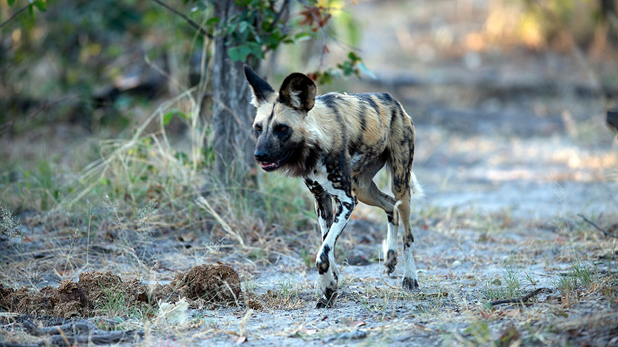 Wild Dog