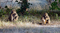 Chacma Baboons