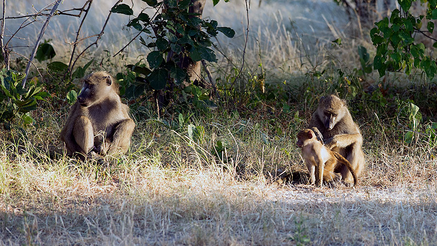 Chacma Baboons