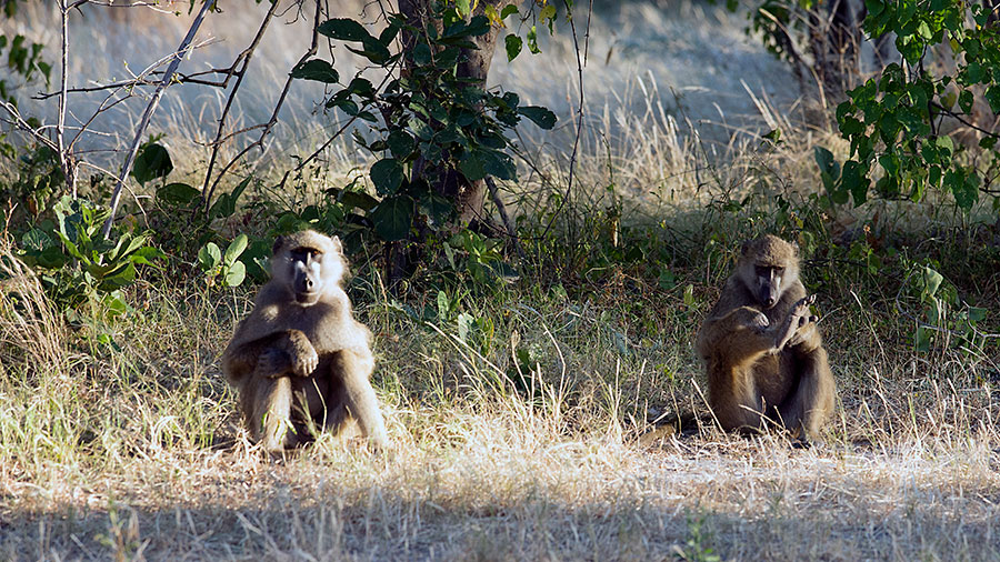 Chacma Baboons