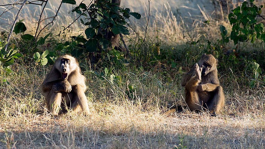 Chacma Baboons