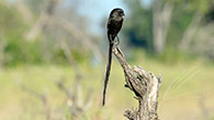 Magpie Shrike