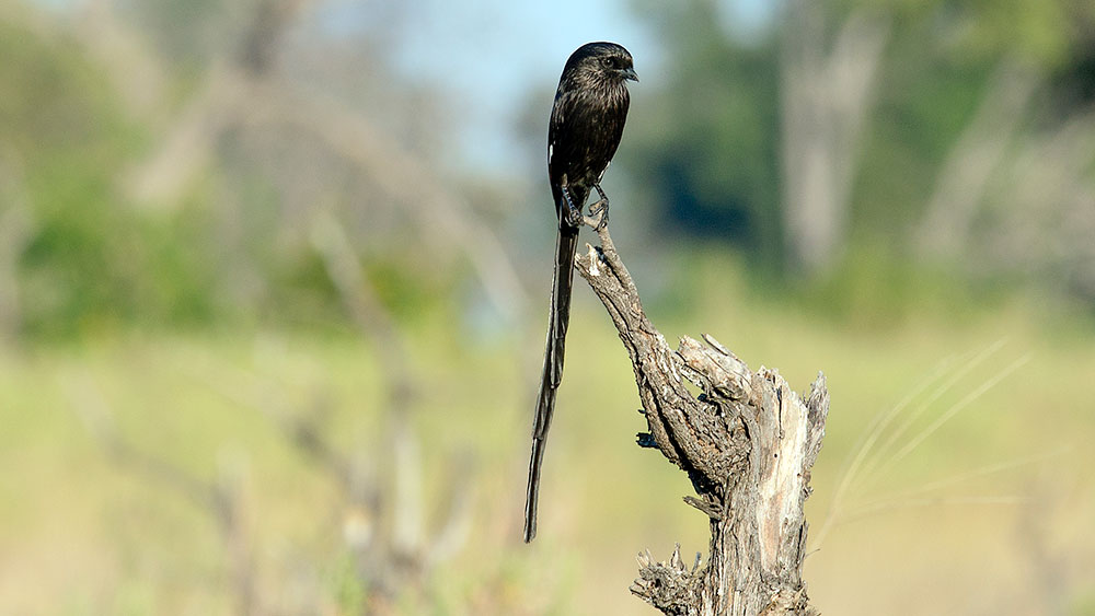 Magpie Shrike