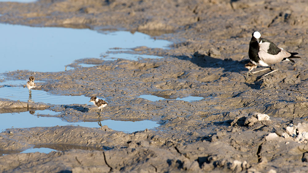 Blacksmith Plovers