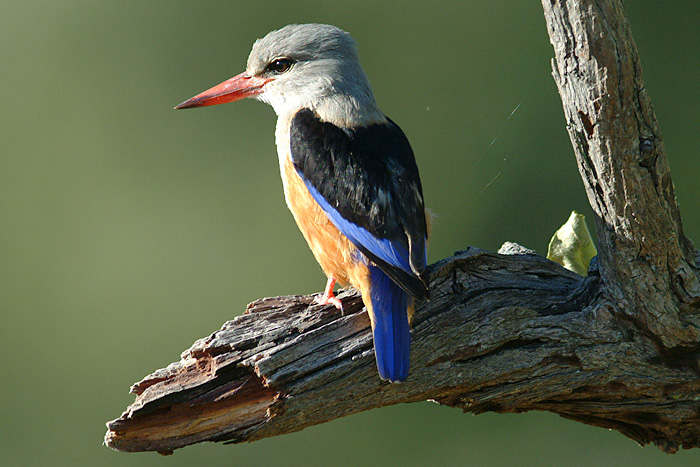 Woodland Kingfisher