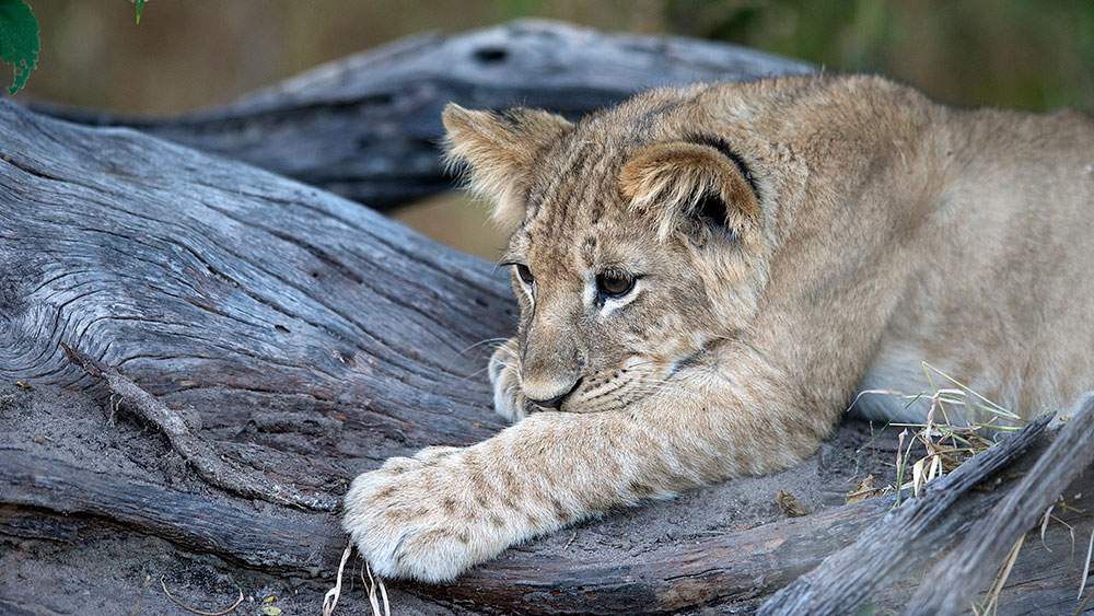 Lion cub