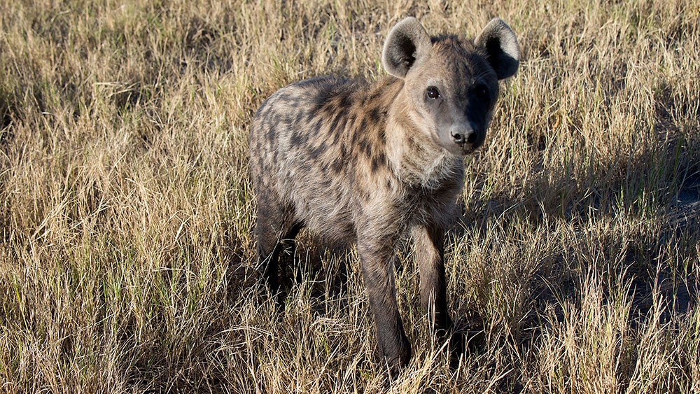 Hyena