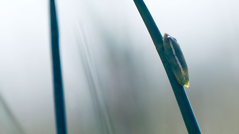 Reed Frog