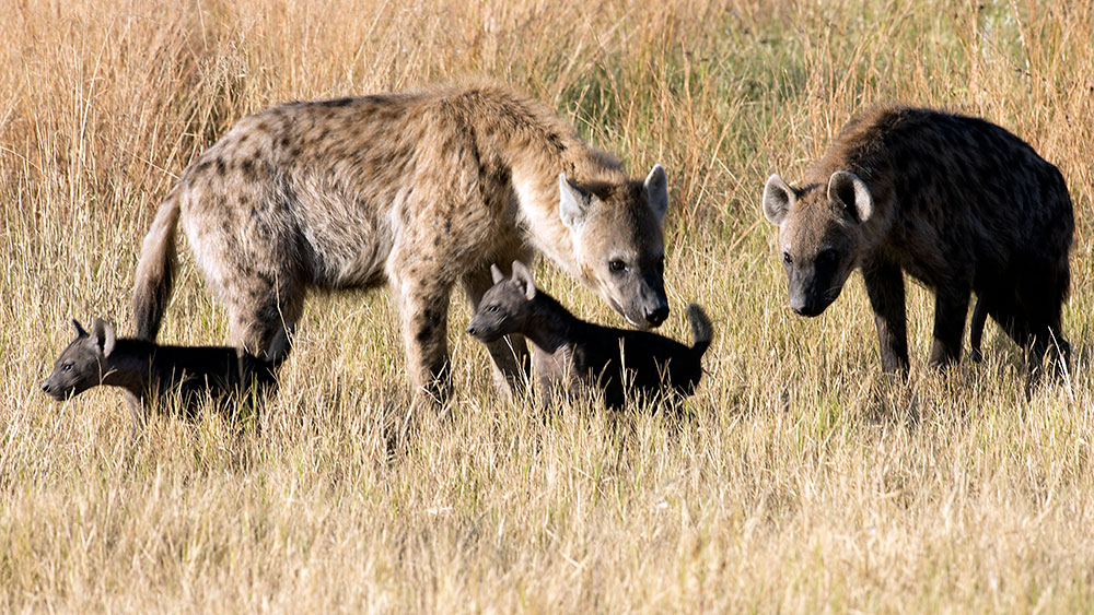 Hyena