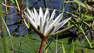 Day Lily