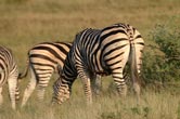 Injured Zebra