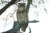 Giant Eagle Owl