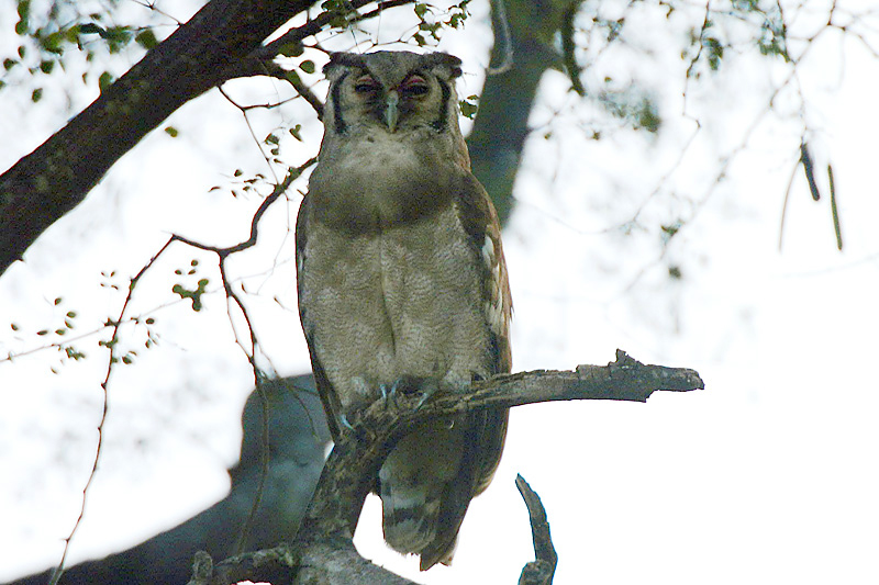 Giant Eagle Owl