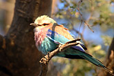 Lilac Breasted Roller