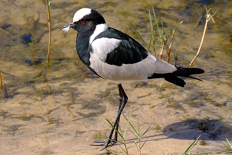 Blacksmith Plover