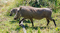 Warthogs