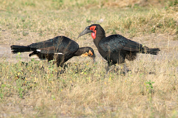 Ground hornbills