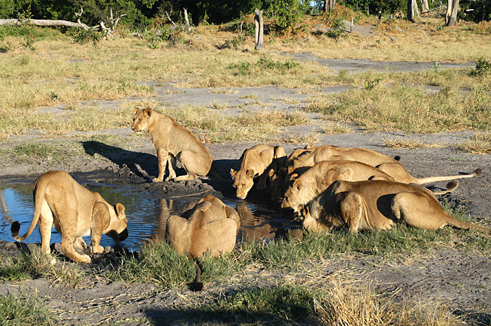 Lions