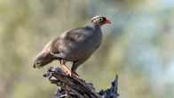 Red Billed Spurfowl 