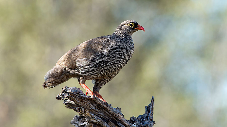 Red Billed Spurfowl