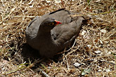 Red Billed Francolin