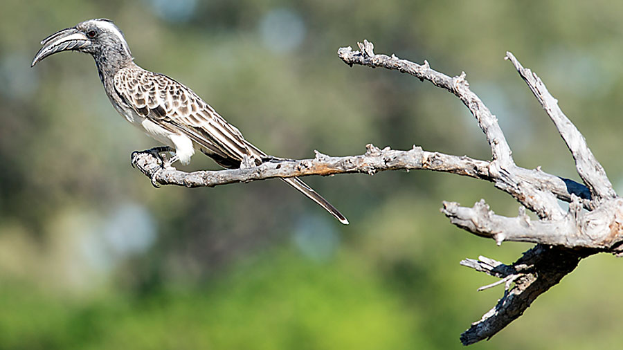 Grey Hornbill