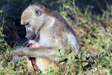 Chacma Baboon