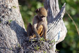 Chacma Baboon