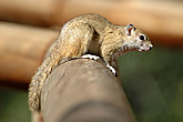 Tree Squirrel