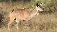 Kudu