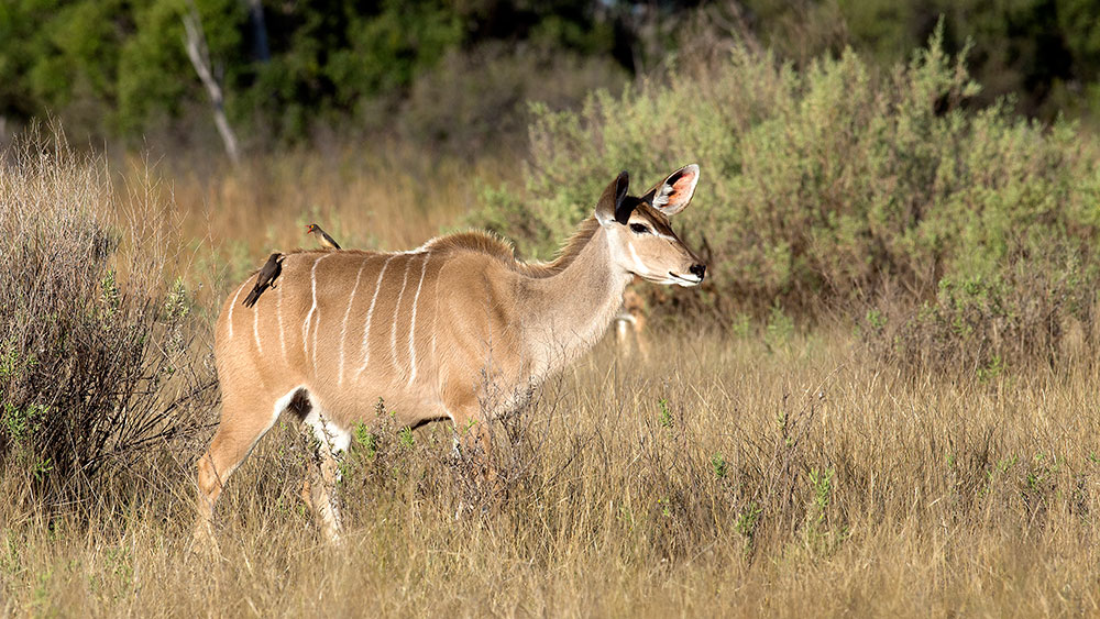 Kudu