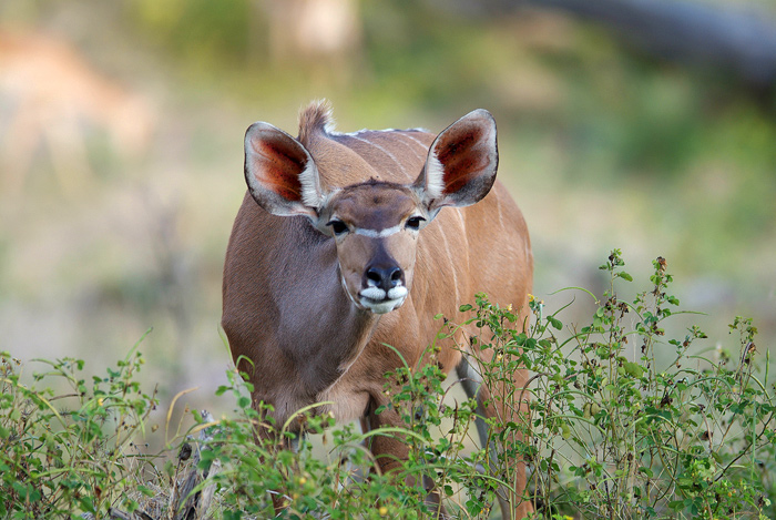 Kudu