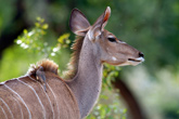 Kudu