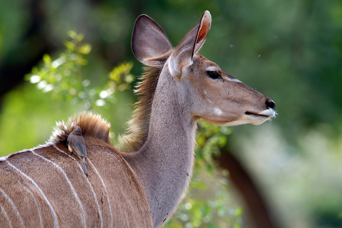 Kudu