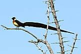 Eastern Paradise Whydah