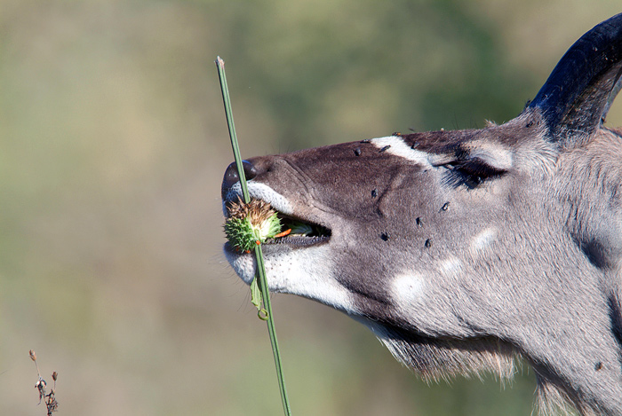 Kudu