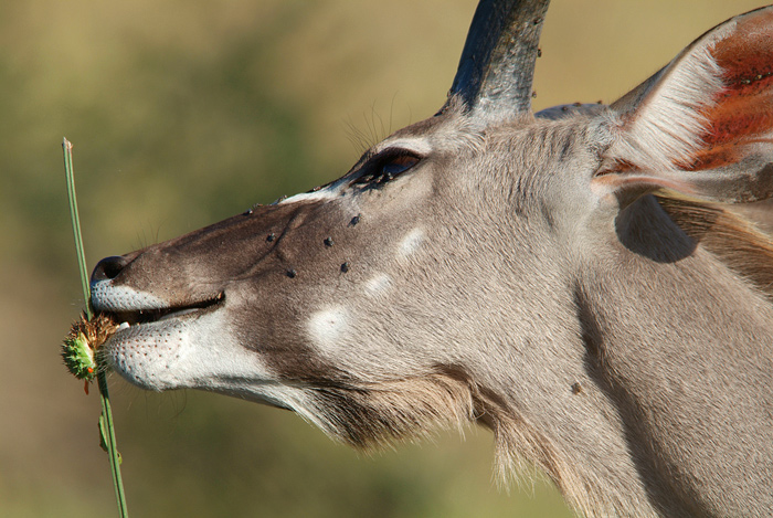 Kudu