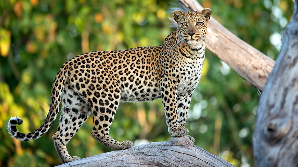 Leopard