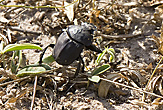 Dung Beetle