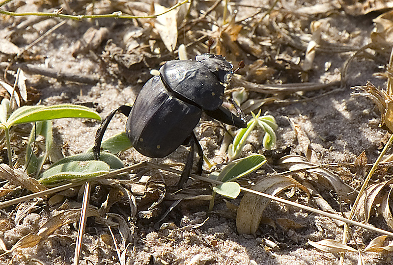 Dung Beetle