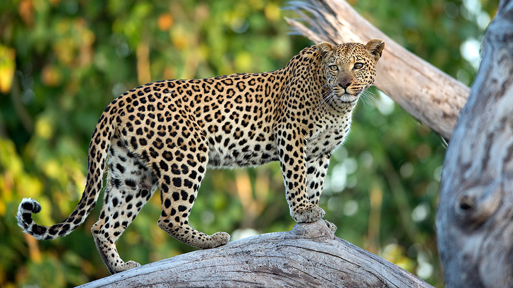 Leopard