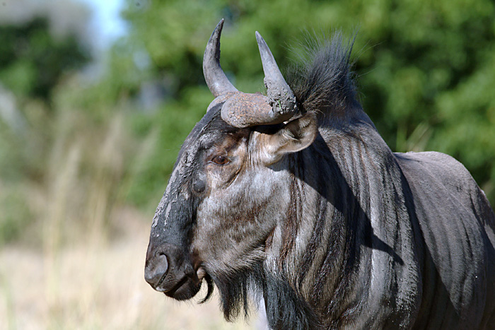 Wildebeest