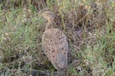 Blackbellied Korhaan