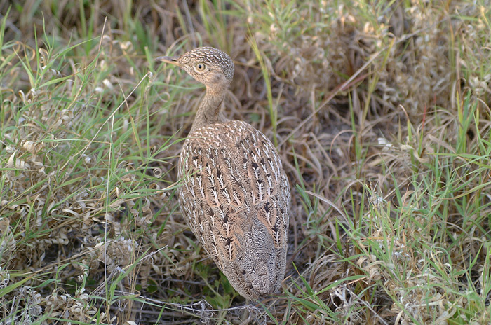 Black Bellied Korhaan