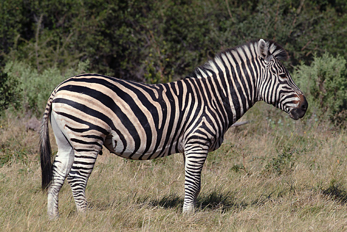 Zebra