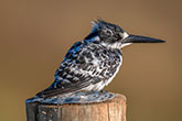 Pied Kingfisher